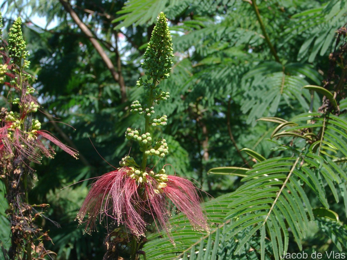 Calliandra houstoniana var. calothyrsus (Meisn.) Barneby